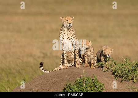 Gepard, Acinonyx Jubatus, mit Cub in der Masai Mara GR, Kenia. Stockfoto