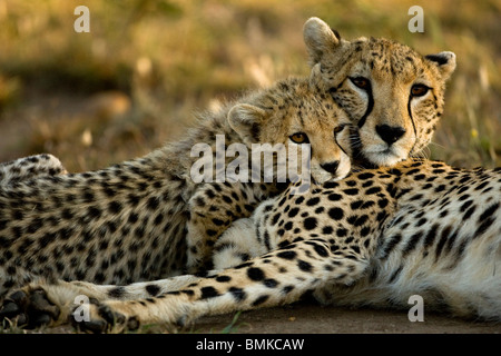 Gepard, Acinonyx Jubatus, mit Cub in der Masai Mara GR, Kenia. Stockfoto