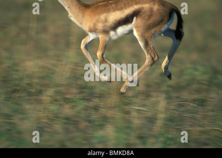 Afrika, Kenia, Masai Mara Game Reserve, verschwommene Bild der laufenden Thomson es Gazelle (Gazella Thomsonii) Stockfoto