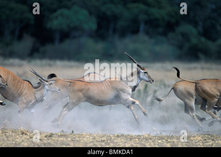 Kenia, Masai Mara Game Reserve, Herde gemeinsame Eland (Tragelaphus Oryx) laufen und springen in der Nähe von Ufern des Mara Flusses Stockfoto