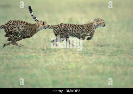 Kenia, Masai Mara Wildreservat, Adolescent Cheetah Cub (Acinonyx Jubatas) jagt Geschwister während des Spielens auf Savanne Stockfoto