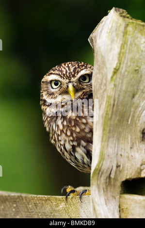 Kleine Eule auf Zaunpfosten in Armland, Surrey, England. (Kontrollierten Bedingungen). Stockfoto