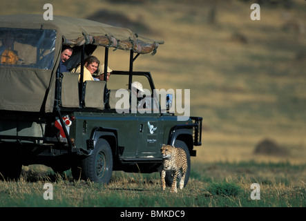 Afrika, Kenia, Masai Mara Wildreservat, Gepard (Acinonyx Jubatas) geht es vorbei an Safari-LKW im frühen Morgenlicht Stockfoto