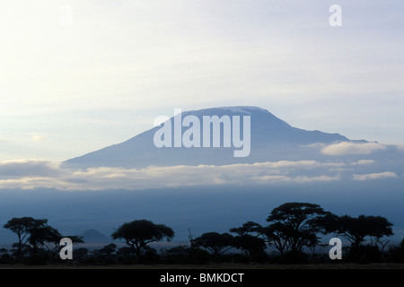 Afrika, Kenia-Amboseli-Nationalpark, Morgensonne leuchtet Kilimandscharo (19.335') und der umliegenden Akazien Stockfoto