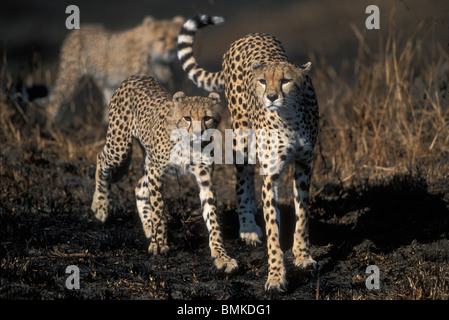 Afrika, Kenia, Masai Mara Wildreservat, Erwachsene weibliche Gepard (Acinonyx Jubatas) gehen mit jungen Jungen auf Savanne Stockfoto