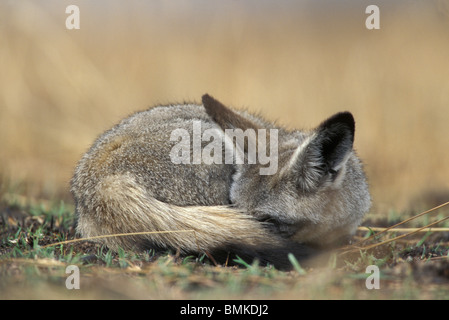 Afrika, Kenia, Masai Mara Wildreservat, Bat Eared Fox (Otocyon Megalotis) schlafen auf Savanne in den frühen Morgenstunden Stockfoto