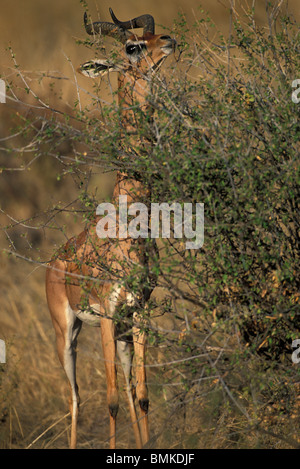 Afrika, Kenia, Samburu National Reserve, erwachsenen männlichen Gerenuk (Litrocranius Walleri) Gazelle stehen in hohe Gräser Stockfoto