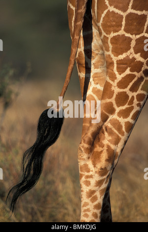 Afrika, Kenia, Samburu National Reserve, Nahaufnahme Schwanz retikuliert Giraffe (Giraffa Plancius) in Akazien Wald Stockfoto