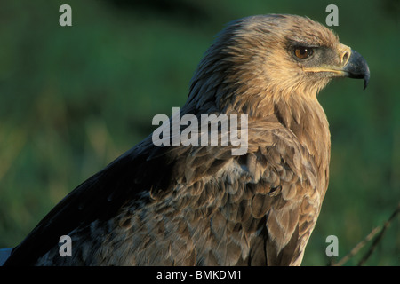 Afrika, Kenia, Masai Mara Game Reserve Reserve, close-up Portrait von Tawny Eagle (Aquila Rapax) ruht auf Savanne im Morgengrauen Stockfoto