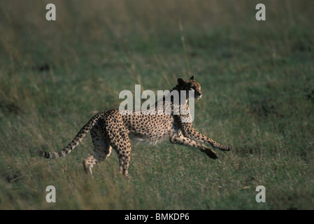 Kenia, Masai Mara Game Reserve, Erwachsene weibliche Gepard (Acinonyx Jubatas) in traben laufen über Savanne Stockfoto