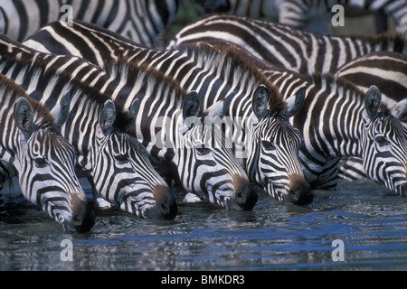 Afrika, Kenia, Masai Mara Game Reserve, Plains Zebra Herde (Equus Burchelli) aus flachen Telek Fluss trinken Stockfoto