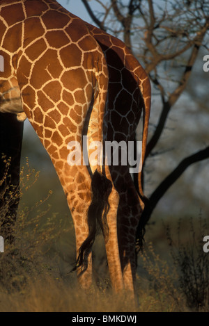 Afrika, Kenia, Samburu National Reserve, Nahaufnahme Detail retikuliert Giraffe (Giraffa Plancius) Rute bei Sonnenuntergang Stockfoto