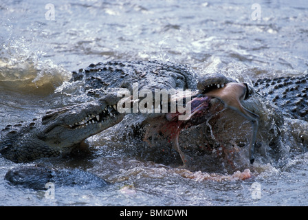 Kenia, Masai Mara Wildreservat, Nilkrokodile (Crocodylus Niloticus) ernähren sich von Thomson es Gazelle getötet im Mara River Stockfoto