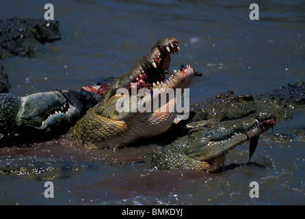 Afrika, Kenia, Masai Mara Game Reserve, Nilkrokodile (Crocodylus Niloticus) Fütterung auf Gnus töten im Mara River Stockfoto