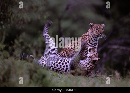 Kenia, Masai Mara Wildreservat, Erwachsene weibliche Leoparden (Panthera Pardus) mit Jugendlichen männlichen Nachkommen von Telek River Stockfoto