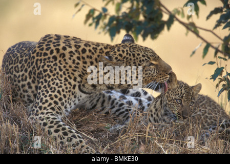 Afrika, Kenia, Masai Mara Game Reserve, Erwachsene weibliche Leoparden Pflege sechs Monate alten Cub (Panthera Pardus) Gras in der Abenddämmerung Stockfoto