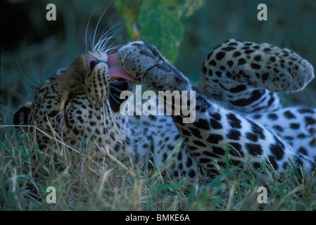 Afrika, Kenia, Masai Mara Game Reserve, Erwachsene weibliche Leoparden (Panthera Pardus) Pflege selbst im Schatten in den frühen Morgenstunden Stockfoto