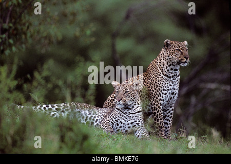 Kenia, Masai Mara Game Reserve, Erwachsene weibliche Leoparden und männliche Cub (Panthera Pardus) ruhen Telek Fluss entlang in der Abenddämmerung Stockfoto
