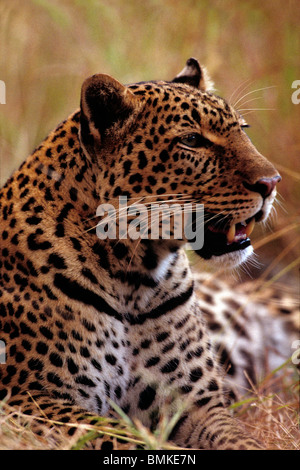 Afrika, Kenia, Masai Mara Wildreservat, Erwachsene weibliche Leoparden (Panthera Pardus) ruht in hohe Gräser in der Abenddämmerung Stockfoto