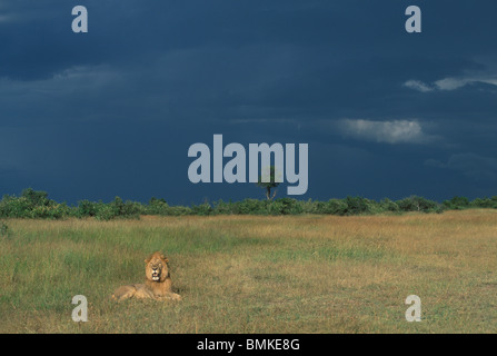 Kenia, Masai Mara Wildreservat, erwachsener männlicher Löwe (Panthera Leo) sitzt im Rasen mit Annäherung an Nachmittag Regen Sturm Stockfoto