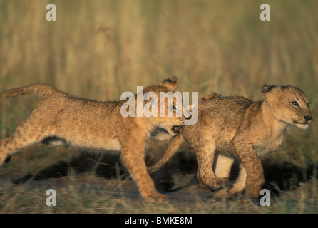 Kenia, Masai Mara Game Reserve, Löwenjunges (Panthera Leo) spielen mit Geschwister im frühen Morgensonne Stockfoto