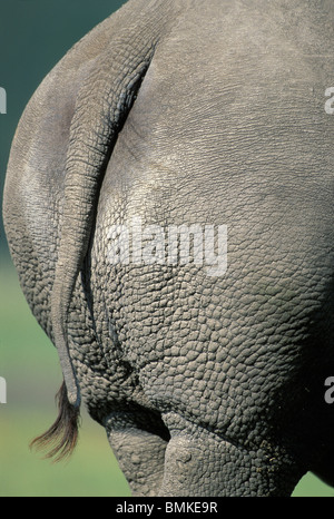 Afrika, Kenia, Lake Nakuru National Park, Nahaufnahme Detail Schwanz Breitmaulnashorn (Cerototherium Simun) entlang Lake Nakuru Stockfoto