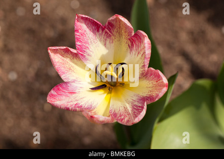 "Flammenden "Purissima Fosteriana Tulpe, Kejsartulpan (Tulipa fosteriana-Hybrid) Stockfoto