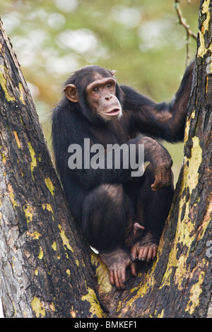 Schimpansen im Ol Pejeta Reservat, Kenia. Stockfoto