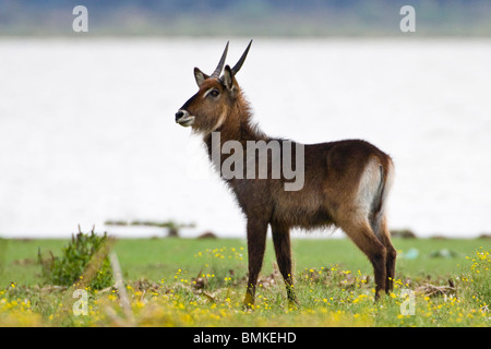 Afrika. Kenia. Defassa-Wasserbock am Lake Naivasha. Stockfoto