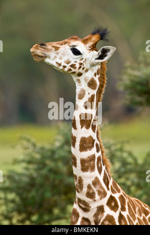 Afrika. Kenia. Rothschild Giraffe Baby am Lake Nakuru NP. Stockfoto