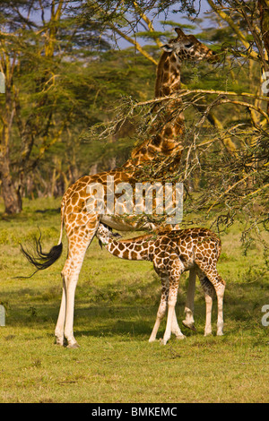 Afrika. Kenia. Rothschild Giraffe Baby mit Mutter am Lake Nakuru NP. Stockfoto