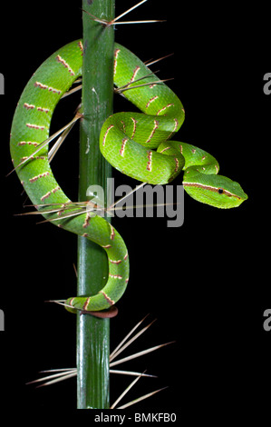 Erwachsenen Wagler Grubenotter in Dornen auf dem stammlose Asam Paya Palm. BAKO NP, Sarawak, Borneo. Stockfoto