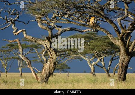 Afrikanische Löwin mit Baum als ein Aussichtsturm, Nogorongoro Conservation Area, Serengeti Nationalpark, Tansania. Stockfoto