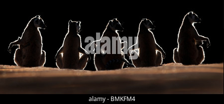 Katta Kattas Sonne aalen in der Morgendämmerung, Berenty Private Reserve, Süd-Madagaskar Stockfoto