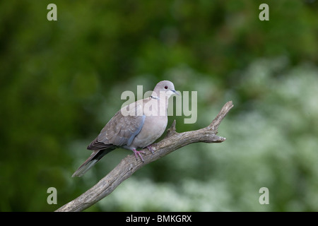 Rotflügel Taube Streptopelia Decaocto thront im Obstgarten Stockfoto