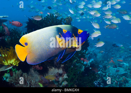 Blau-Gesicht Kaiserfisch mit School of Burgfräulein im Hintergrund.  Rinca, Komodo National Park, Indonesien. Stockfoto