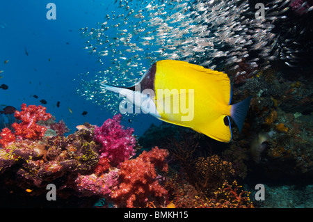 Langnasen-Butterflyfish über Korallenriff Szenerie mit Weichkorallen. Andamanensee, Thailand. Stockfoto