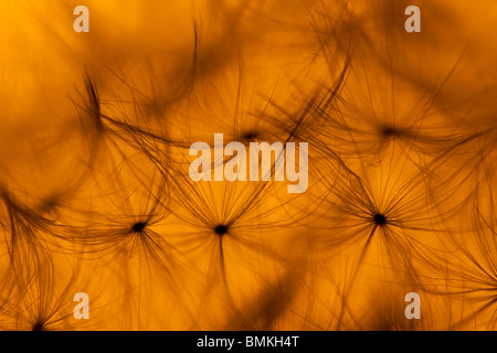 Eine Nahaufnahme von einem Löwenzahn Taxaxacum Officinale Saatgut Kopf bei Sonnenuntergang Stockfoto