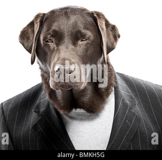 Schuss von Chocolate Labrador in Nadelstreifen Anzug mit zusammengekniffenen Augen - böser Hund Stockfoto