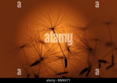 Eine Nahaufnahme von einem Löwenzahn Taxaxacum Officinale Saatgut Kopf bei Sonnenuntergang Stockfoto