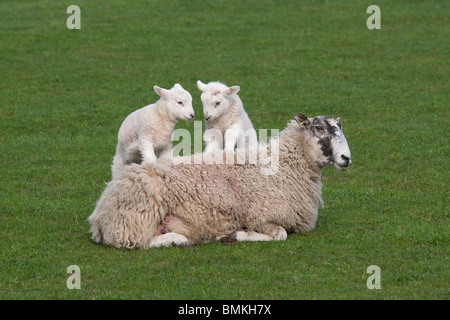 Lämmer, die im Frühjahr auf stillstehenden Schafen springen Stockfoto