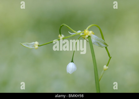 Einige blühende Knoblauch (Allium Paradoxum), zeigt Samen Zwiebelchen bilden, Norfolk, UK, April Stockfoto