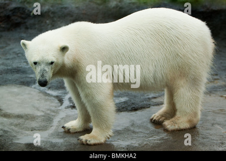 Ein großer Eisbär herum auf eine große Felsformation Stockfoto