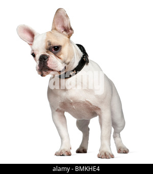 Porträt von französische Bulldogge 9 Monate alt, vor weißem Hintergrund Stockfoto