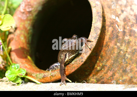 Frosch in einen Topf in einem Garten in Kent, UK Stockfoto