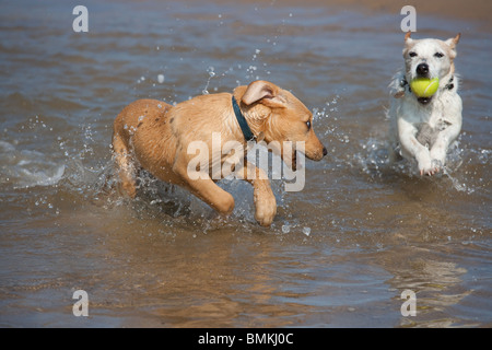 Yellow Labrador Puppy und Jack Russell Terrier laufen am Cromer Beach an der North Norfolk Küste Stockfoto