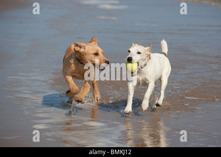 Yellow Labrador Puppy und Jack Russell Terrier laufen am Cromer Beach an der North Norfolk Küste Stockfoto