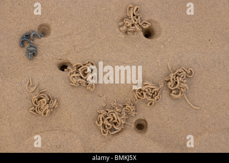 Lug Wurm Interpretation Marina wirft im Gezeiten Sand und Schlamm Stockfoto