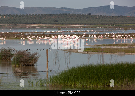 Flamingos (Phoenicopterus Roseus). Laguna De La Fuente de Piedra. Provinz Malaga. Andalusien. Spanien. Europa Stockfoto