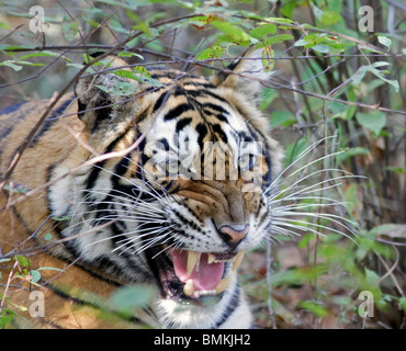 Tiger knurrend mit Wut in Ranthambhore National Park, Indien Stockfoto